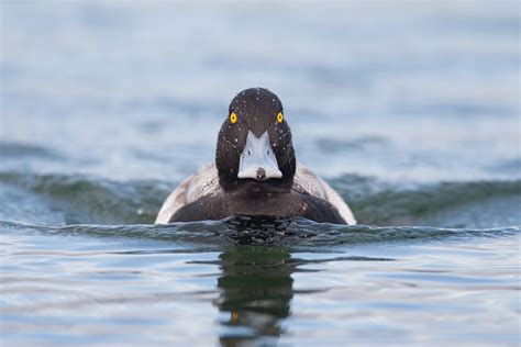 How To Take The Best Duck Photos Audubon