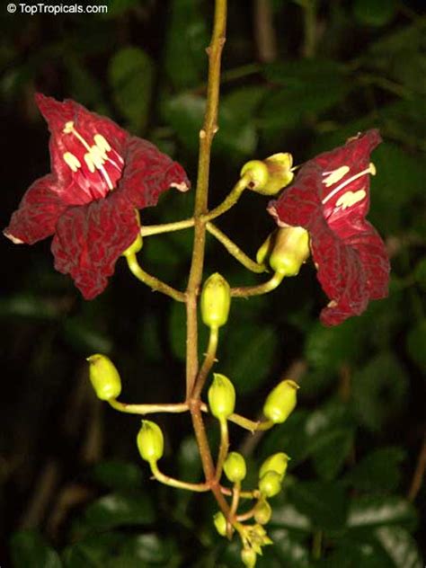 Kigelia Pinnata Sausage Tree