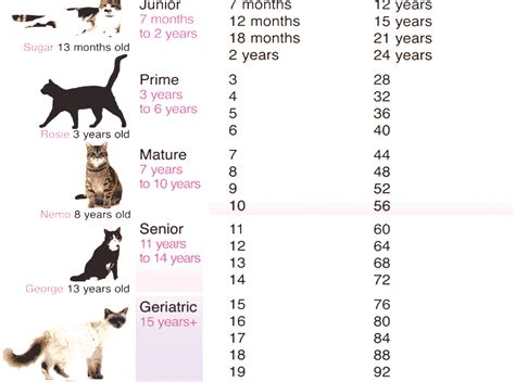 Cat Years Cat Age In Human Years