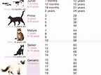 Cat Years - Cat Life Expectancy Chart