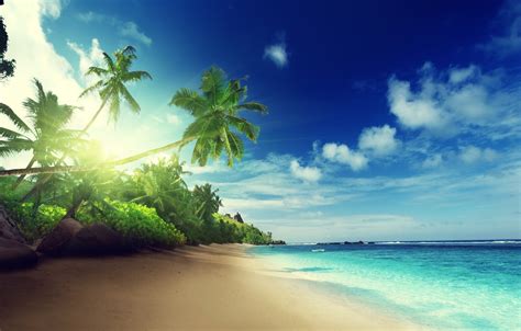 Wallpaper Sand Sea Beach The Sun Tropics Palm Trees