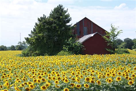 Sunflower Field Sunflower Fields Outdoor Red Barn