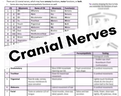 Cranial Nerves Assessment Cheat Sheet Studypk Health Assessment Porn Sex Picture