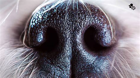 An Explanation Of Why Dogs Sniff Each Others Rear Ends