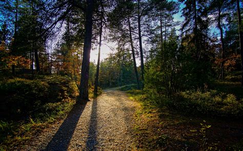 Free Images Landscape Tree Nature Forest Path Wilderness Light