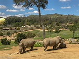The San Diego Zoo Safari Park Tips and Other Fun Things to do - DayTripper