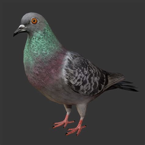 Bird Collection 3d Model Rigged And Low Poly Game Ready