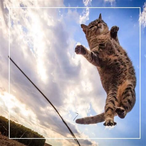 12 Cat Breeds That Jump High Including Pictures Cats On My Mind