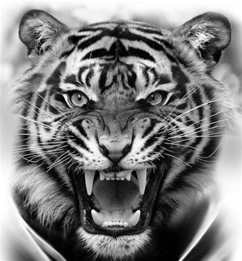 Tiger Face Tattoo Tiger Tattoo Design Wild Tiger Tattoo Tiger Design