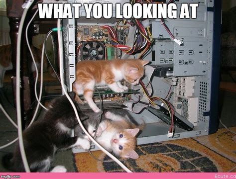 Kittens Fixing A Computer Imgflip