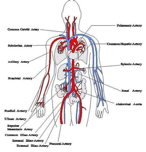 Major blood vessels in the body. Reference For Writers, Blood