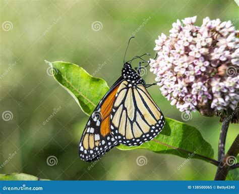 Borboleta De Monarca Que Alimenta Em Flores Do Milkweed Imagem De Stock