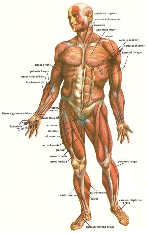 Major Muscles Involved In Movement Hsc Pdhpe