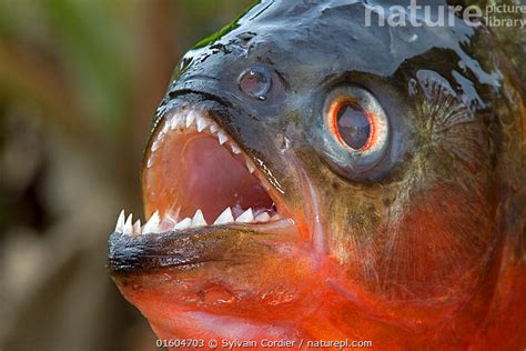 Nature Picture Library Red Bellied Piranha Or Red Piranha Pygocentrus