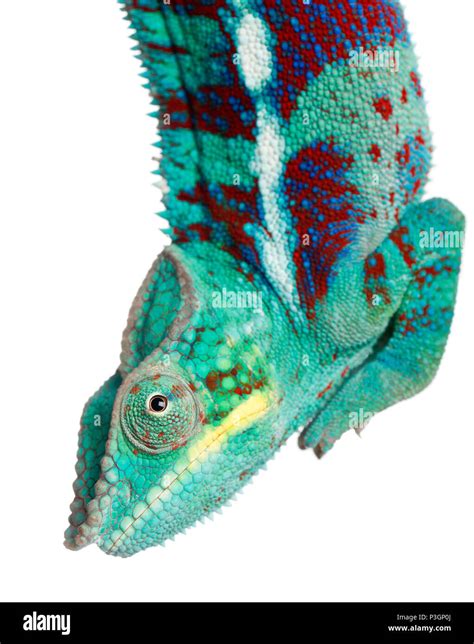 Close Up Of Panther Chameleon Nosy Be Furcifer Pardalis In Front Of