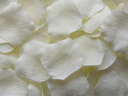 Browse 223,237 silk stock photos and images available, or search for silk fabric or silk texture to find more great stock photos and pictures. - Ivory silk rose petals - Value Pack of 1,000 #sv-ivory
