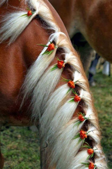 cool hairstyles  horses xcitefunnet