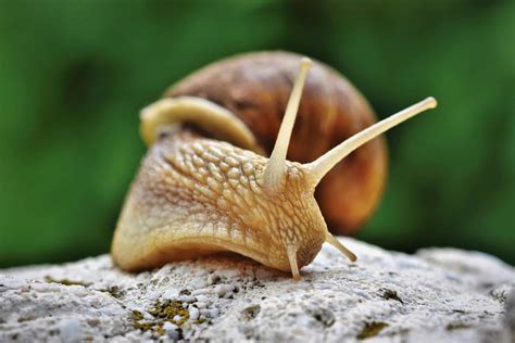 Cool Snail Facts That You Didn T Know Until Now