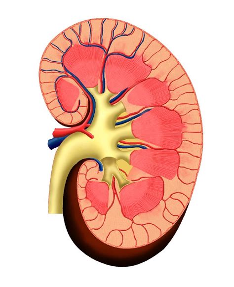 Medical Pictures Info Kidney Disease