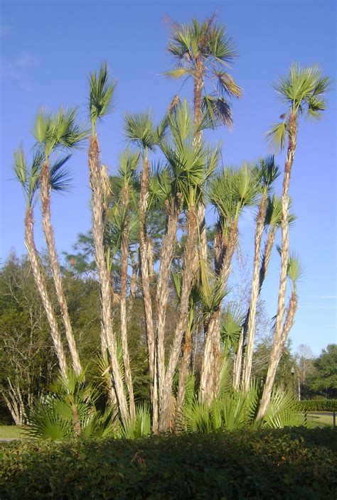 Buy Paurotis Palms, For Sale in Orlando, Kissimmee