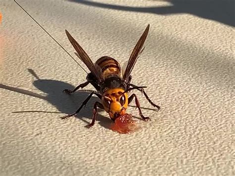 Japanese Giant Hornet Queen