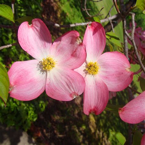 Red Dogwood Trees For Sale