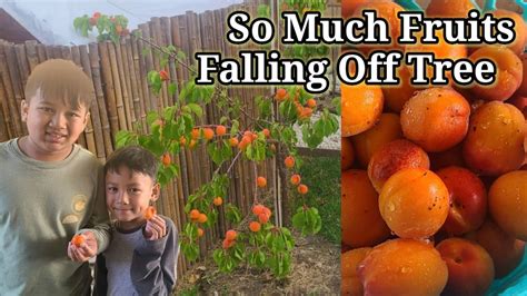 So Much Fruits Falling Off Tree Apricot Fruits Youtube