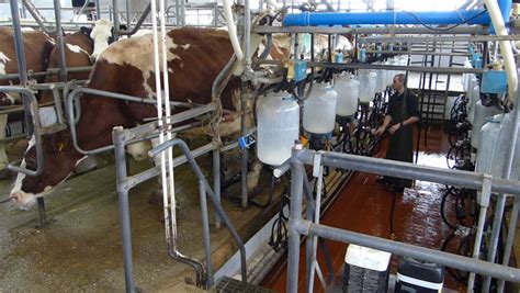 dairy cows in automated milking parlor modern dairy farm equipment hd1080p stock footage