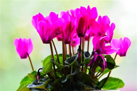 Free Images Blossom Flower Petal Botany Pink Flora Cyclamen