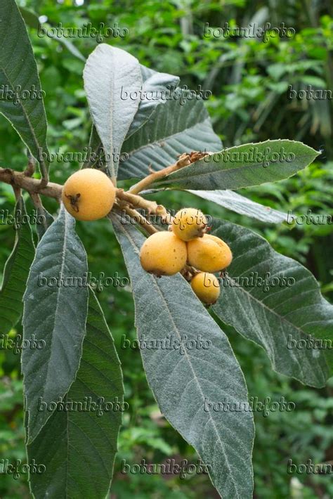 Image Loquat Eriobotrya Japonica 555009 Images Of Plants And
