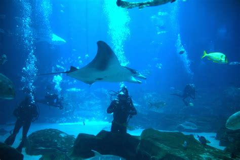 The 13 Most Beautiful Aquariums In The United States