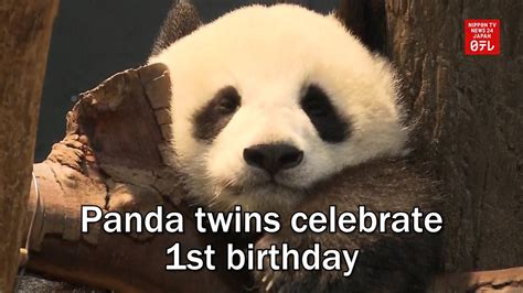 Panda Twins Celebrate 1st Birthday Youtube