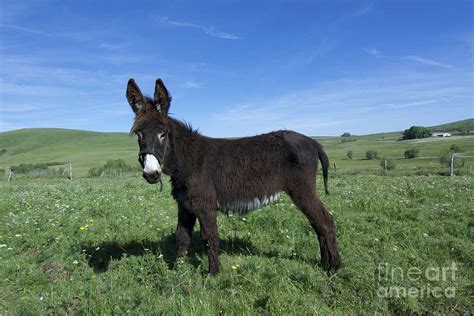 Donkey 2 Photograph By Bernard Jaubert Fine Art America