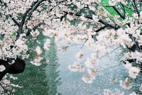 Everything You Need To Know About The Cherry Blossoms