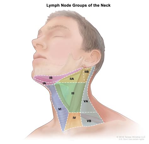 Head And Neck — Terese Winslow Llc Medical And Scientific Illustration