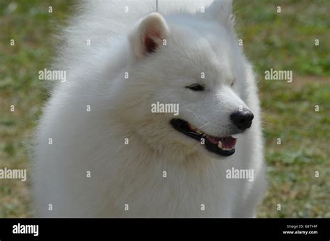 Beautiful Fluffy White American Eskimo Dog Stock Photo Alamy