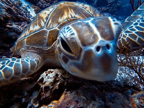 Sea Turtle | Sea turtle, Turtle, Turtle love