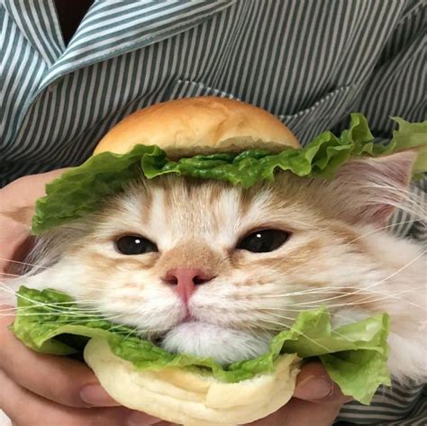 Cat Sandwich Blank Template Imgflip