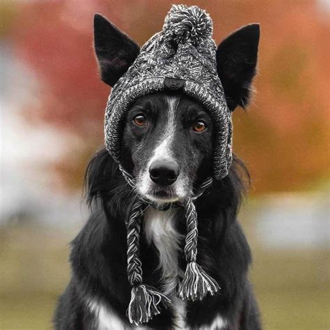 Winter Pet Dog Hat Cap Christmas Warm Windproof Pet Hats Etsy