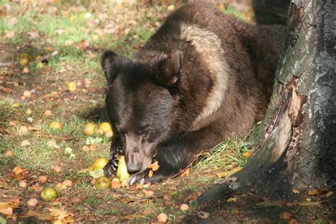 Eurasian Brown Bear Zoochat