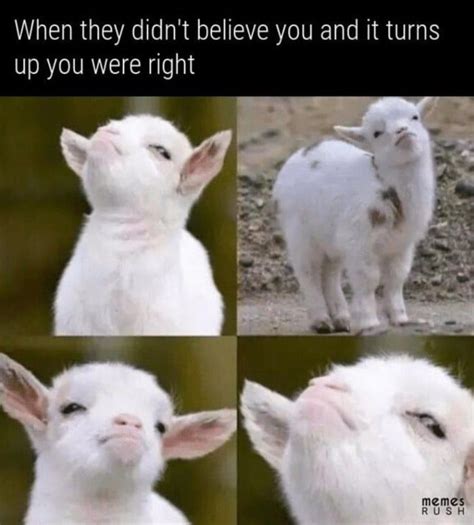 These Goat Memes Are The Greatest Of All Time 25 Memes Funny Gaming
