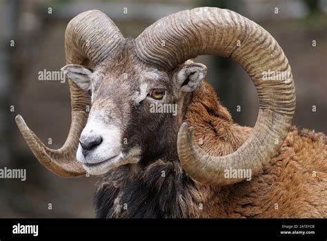 Big Horn Ram Stock Photos And Big Horn Ram Stock Images Alamy