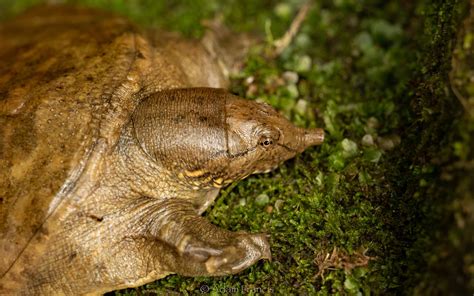 Chinese Soft Shell Turtle Pelodiscus Sinensis —