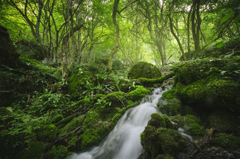 Wild Green Forest With Waterfall Stock Photo By Andreiuc88 Photodune