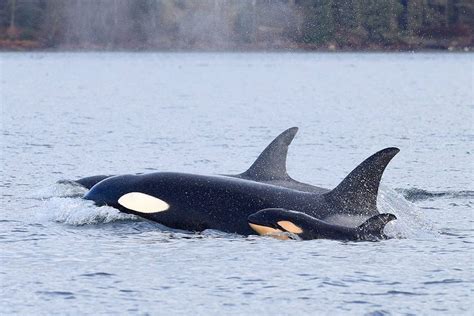 ‘horrified Scientists Watched Adult Whale Murder A Baby Orca