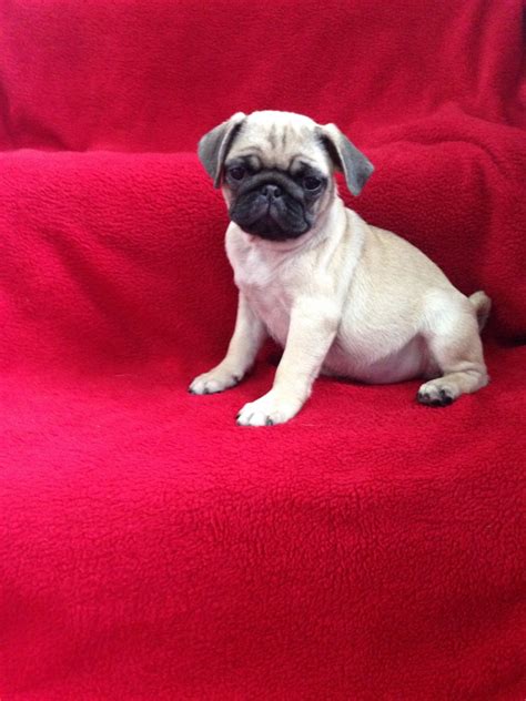 Why buy a pug puppy for sale if you can adopt and save a life? Pug Puppies For Sale | Jersey City, NJ #281615 | Petzlover