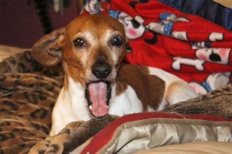 Hallelujah! Hallelujah! | Dogs, Animals, Best