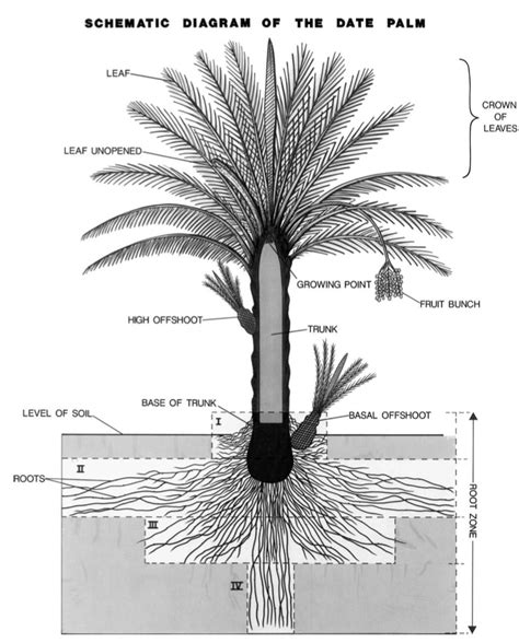 Tu Bishvat ~ The Roots Of A Palm Tree — Talmudology