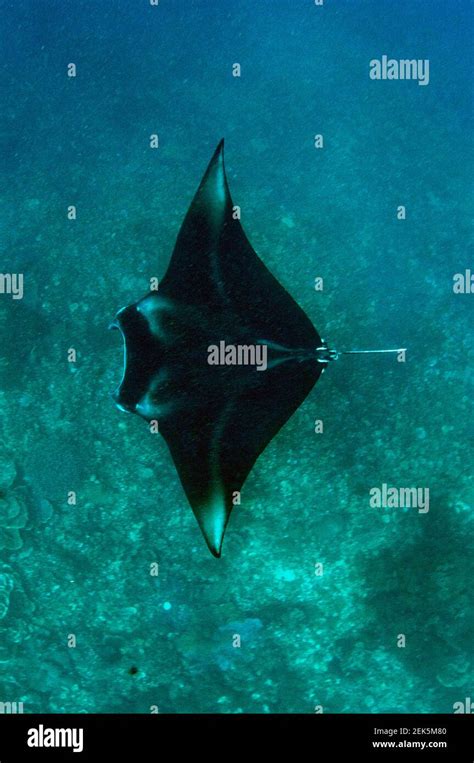 Oceanic Manta Ray Mobula Birostris Endangered Manta Sandy Dive Site