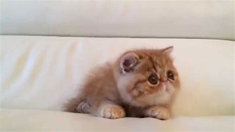 Cutest Kitten Ever Youtube